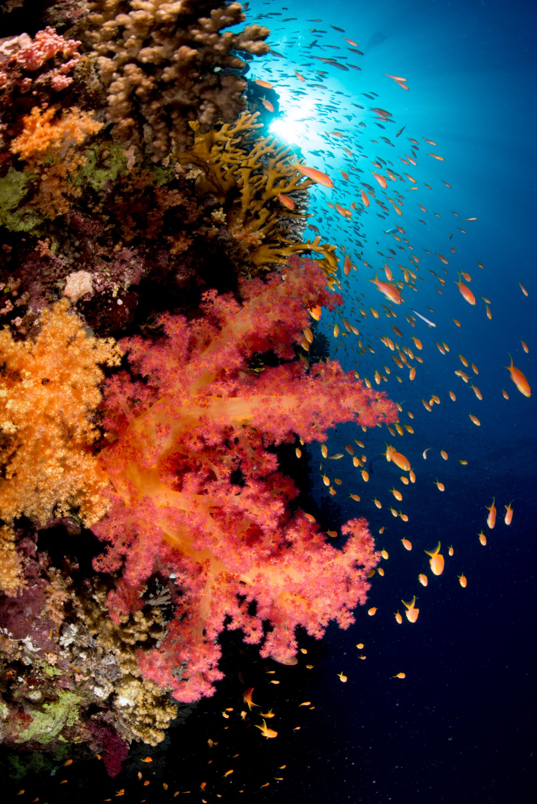 WhatsApp Image 2024-04-26 at 09.48.58 (2) Extreme Sports Bike